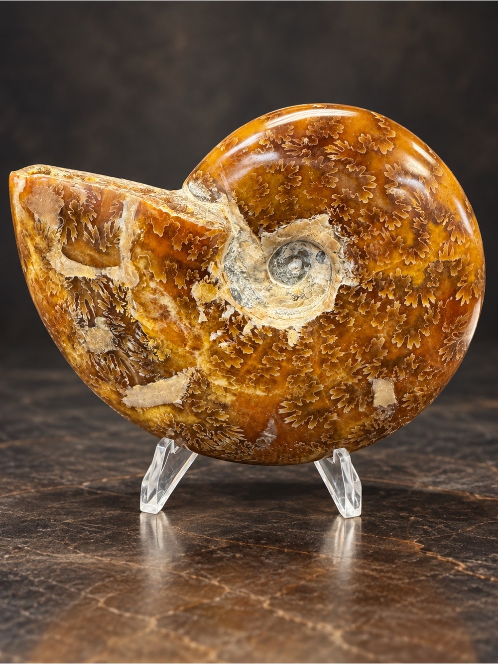 Polished Ammonite Fossil Display - Brown